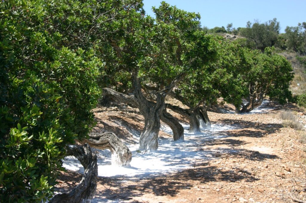 Mastiha trees in Chios